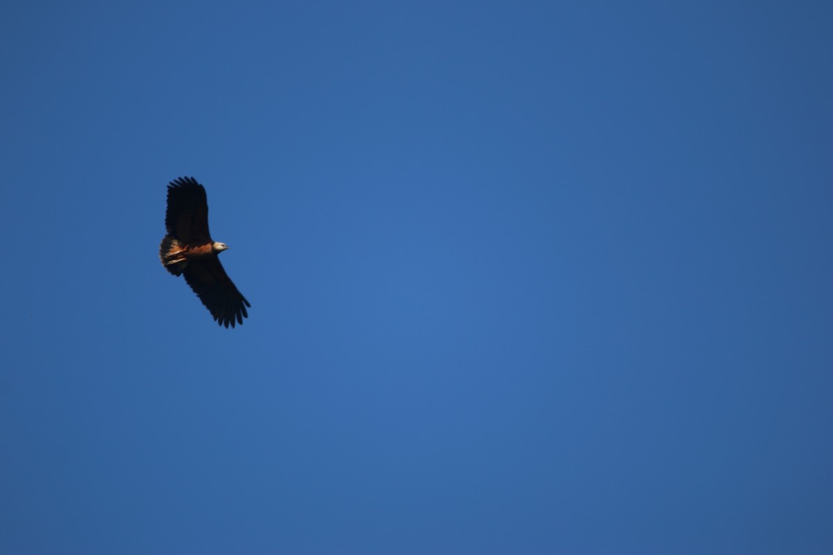 Black-collared Hawk - ML647444963