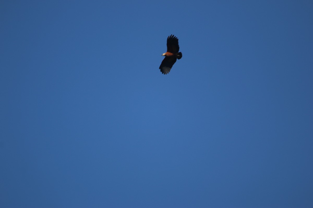 Black-collared Hawk - ML647444966