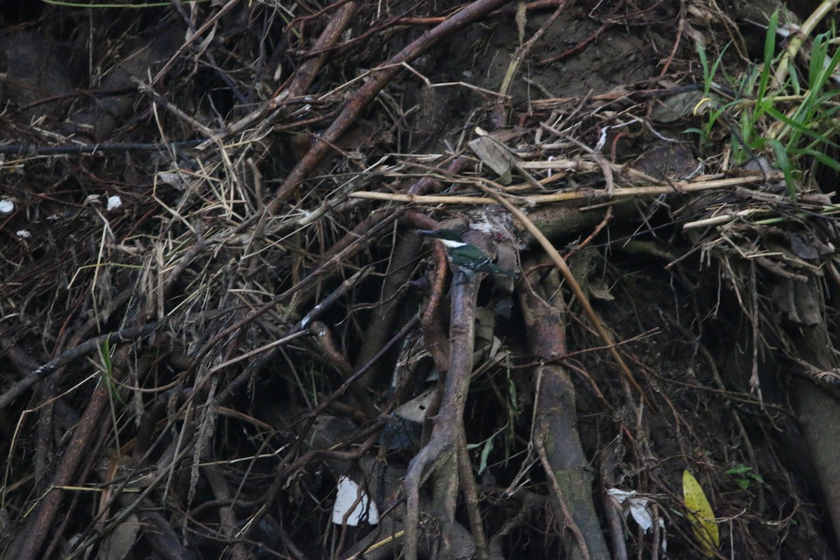 Green Kingfisher - ML647444977