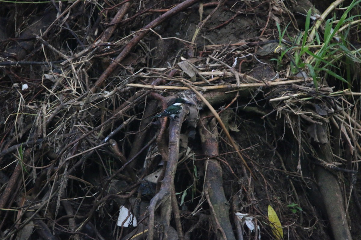 Green Kingfisher - ML647444978