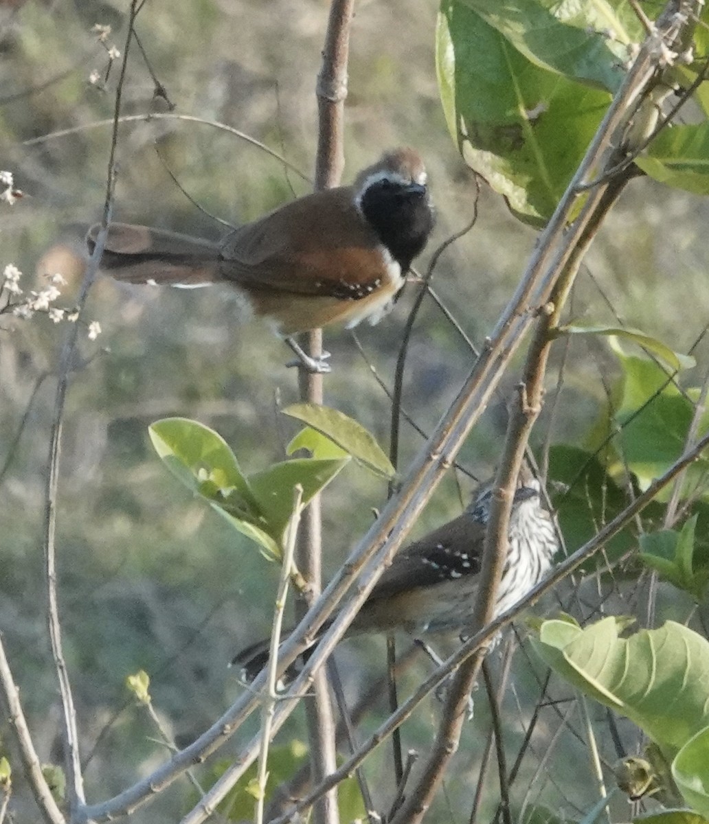 Pas Sırtlı Karıncakuşu - ML647445014