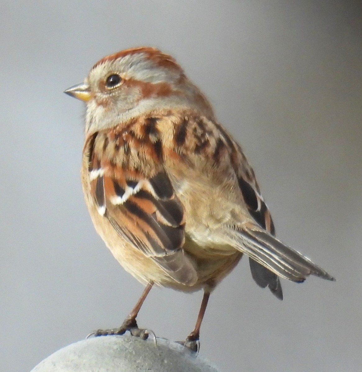 American Tree Sparrow - ML647445029