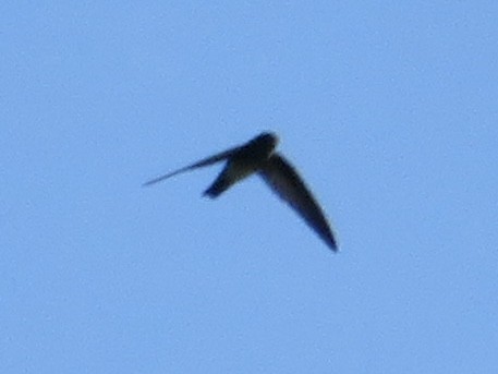 Gray-rumped Swiftlet - ML647445030