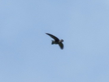 Gray-rumped Swiftlet - ML647445031