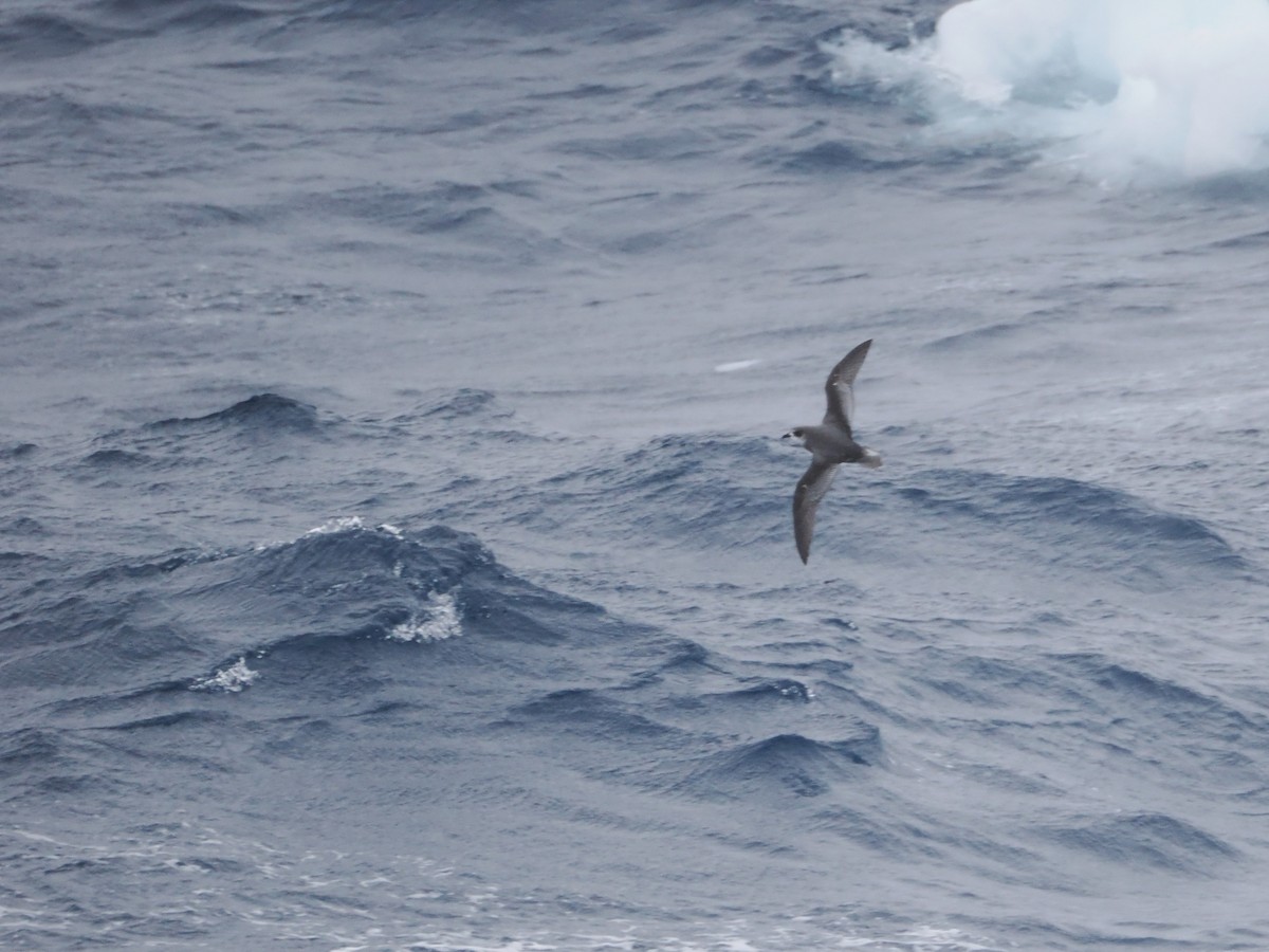 Тайфунник Піла - ML647445057