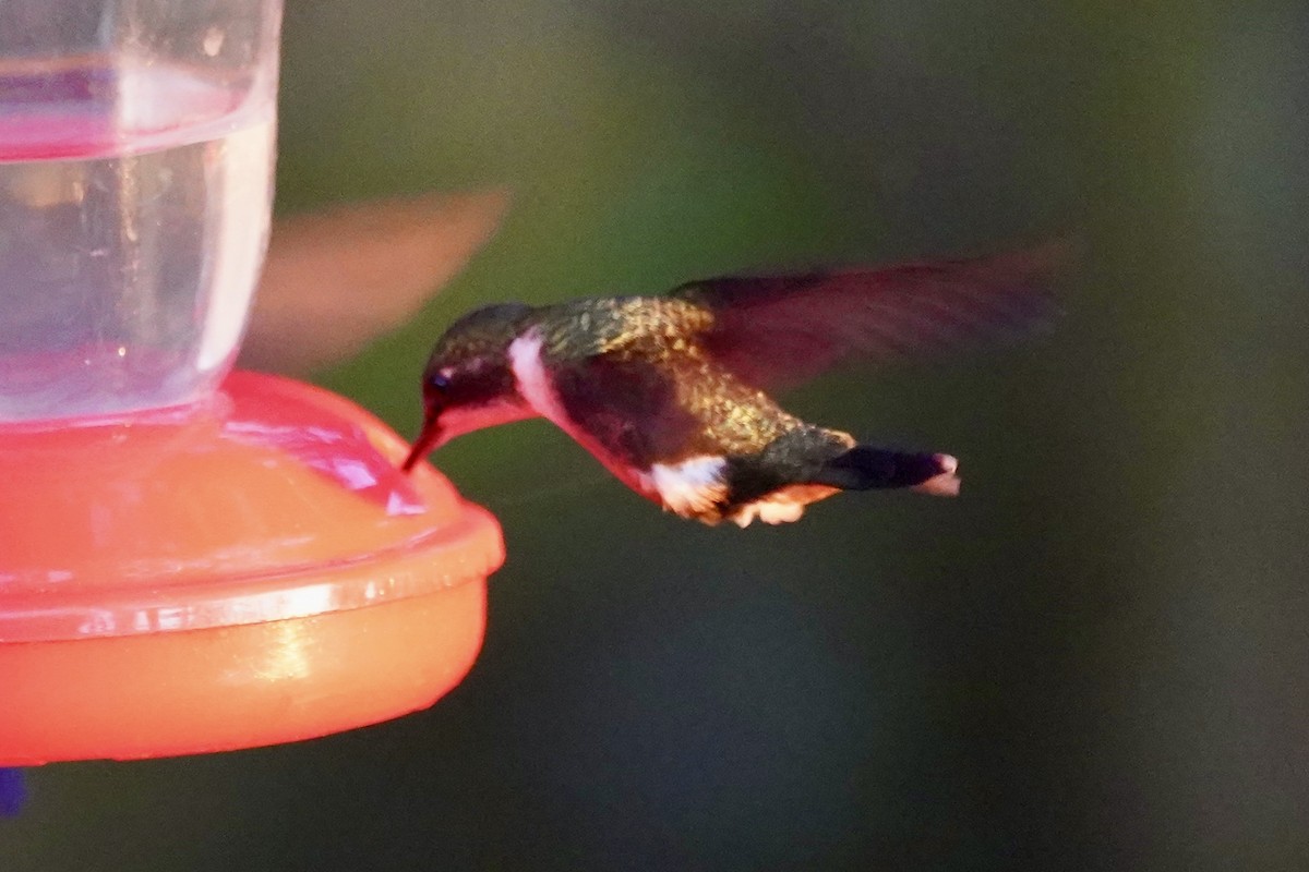 Magenta-throated Woodstar - ML647445058