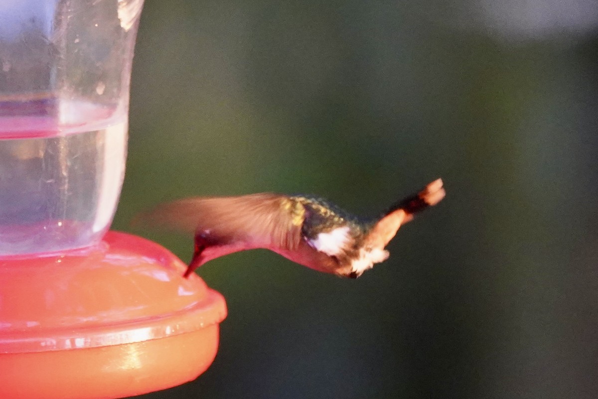 Magenta-throated Woodstar - ML647445059