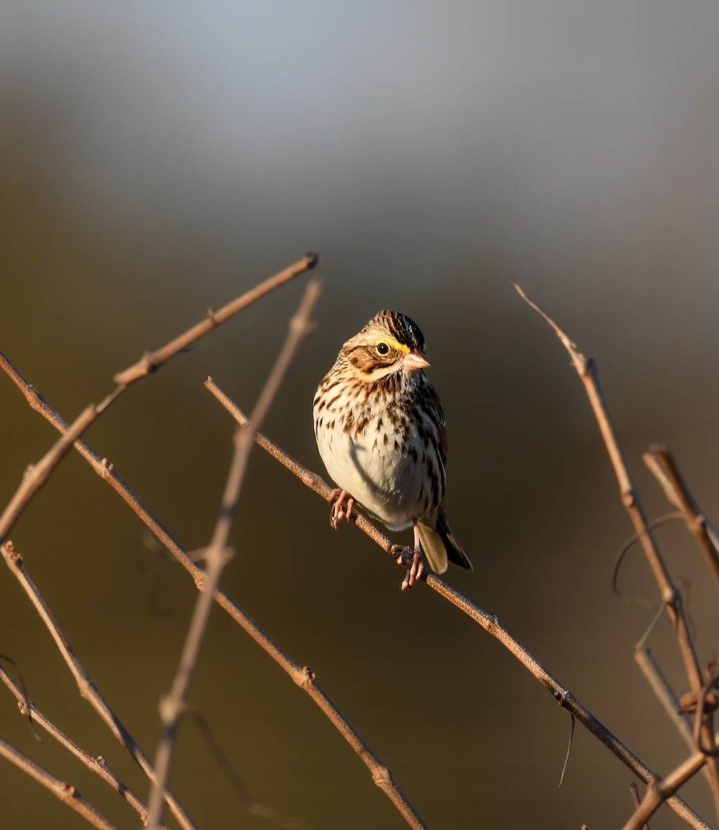 Savannah Sparrow - ML647445061