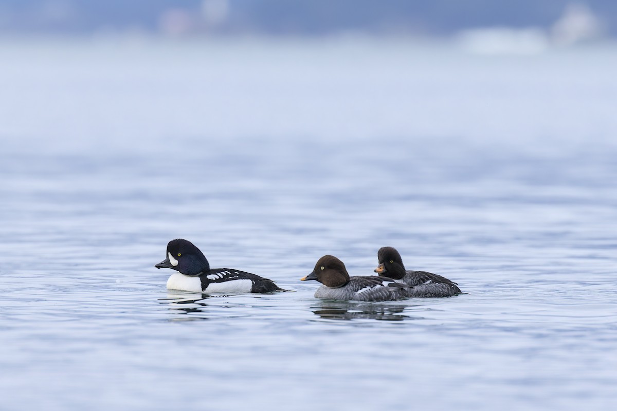 キタホオジロガモ - ML647445066