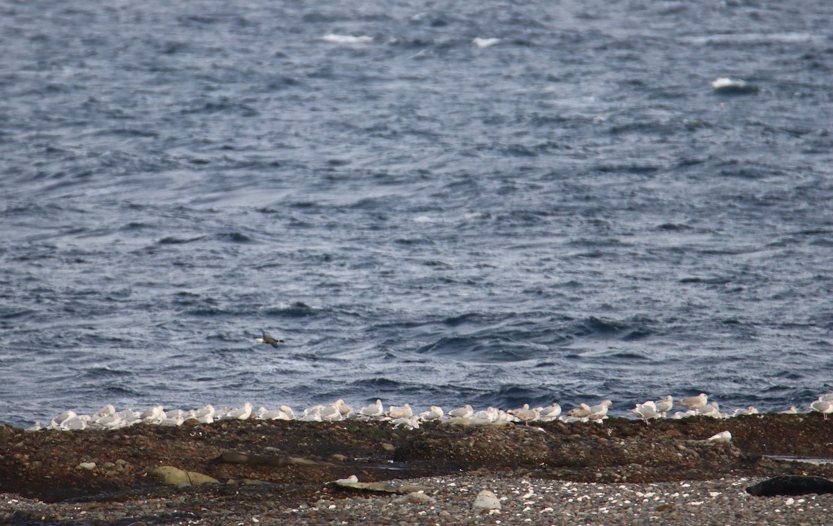 アイスランドカモメ - ML647445067