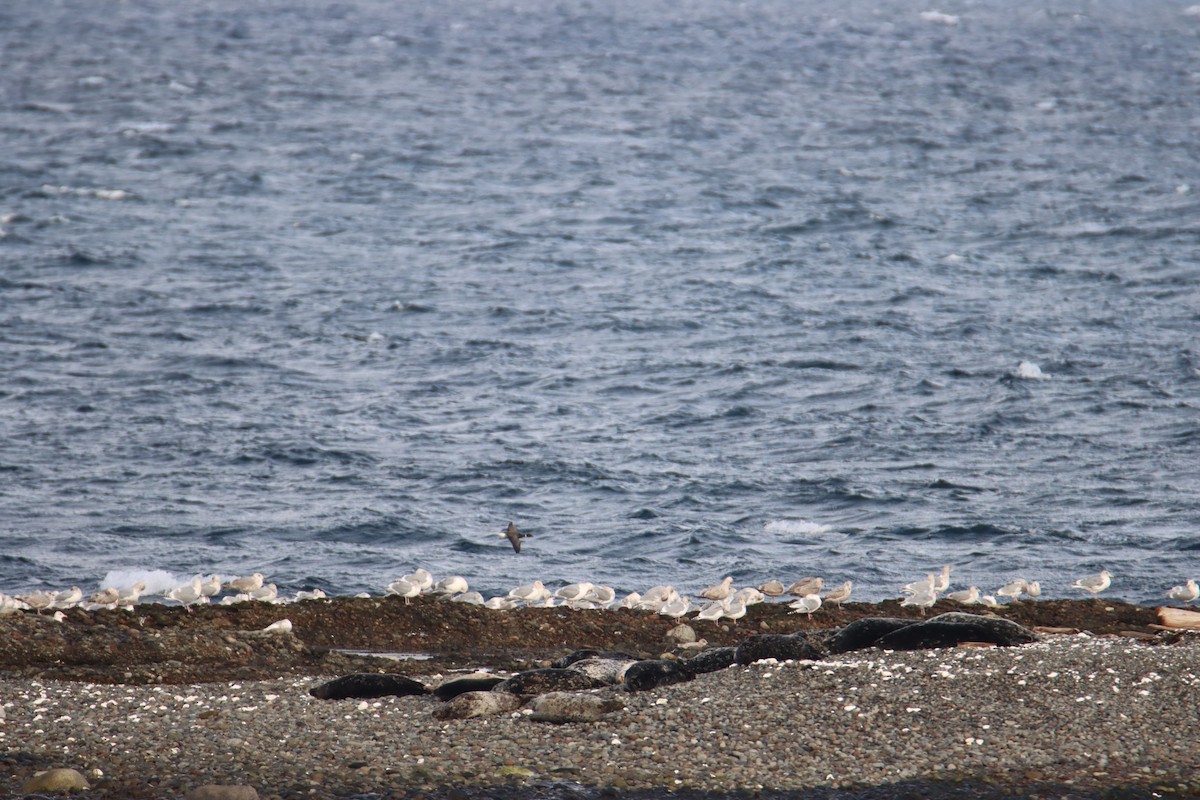 アイスランドカモメ - ML647445068