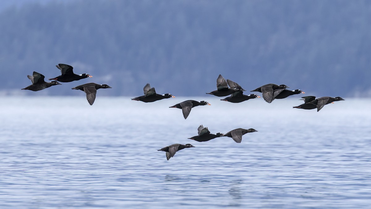 Surf Scoter - ML647445083