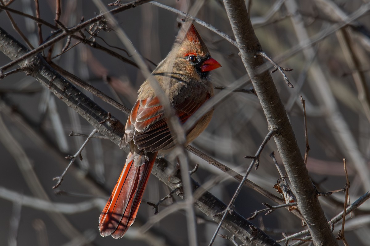 rødkardinal - ML647445089