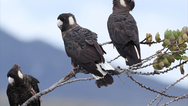 Какатоїс евкаліптовий - ML647445091