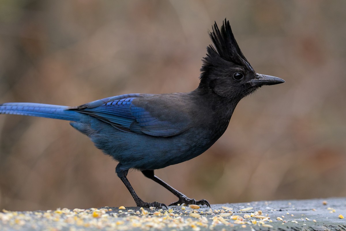 Steller Kargası - ML647445115