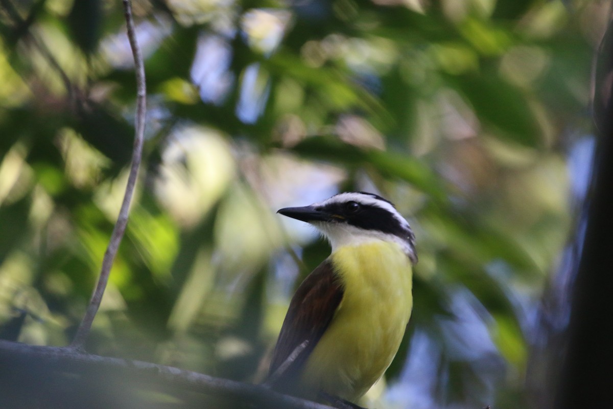 Great Kiskadee - ML647445117