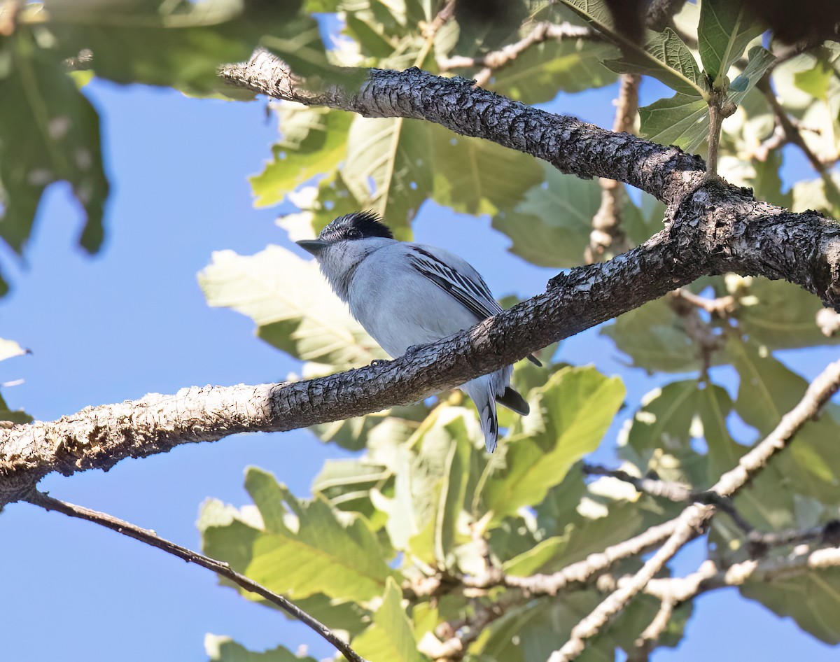 Bécarde du Mexique - ML647445121