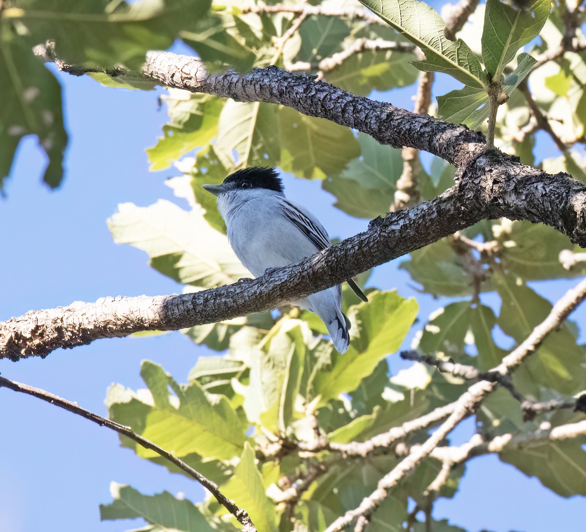 Bécarde du Mexique - ML647445122