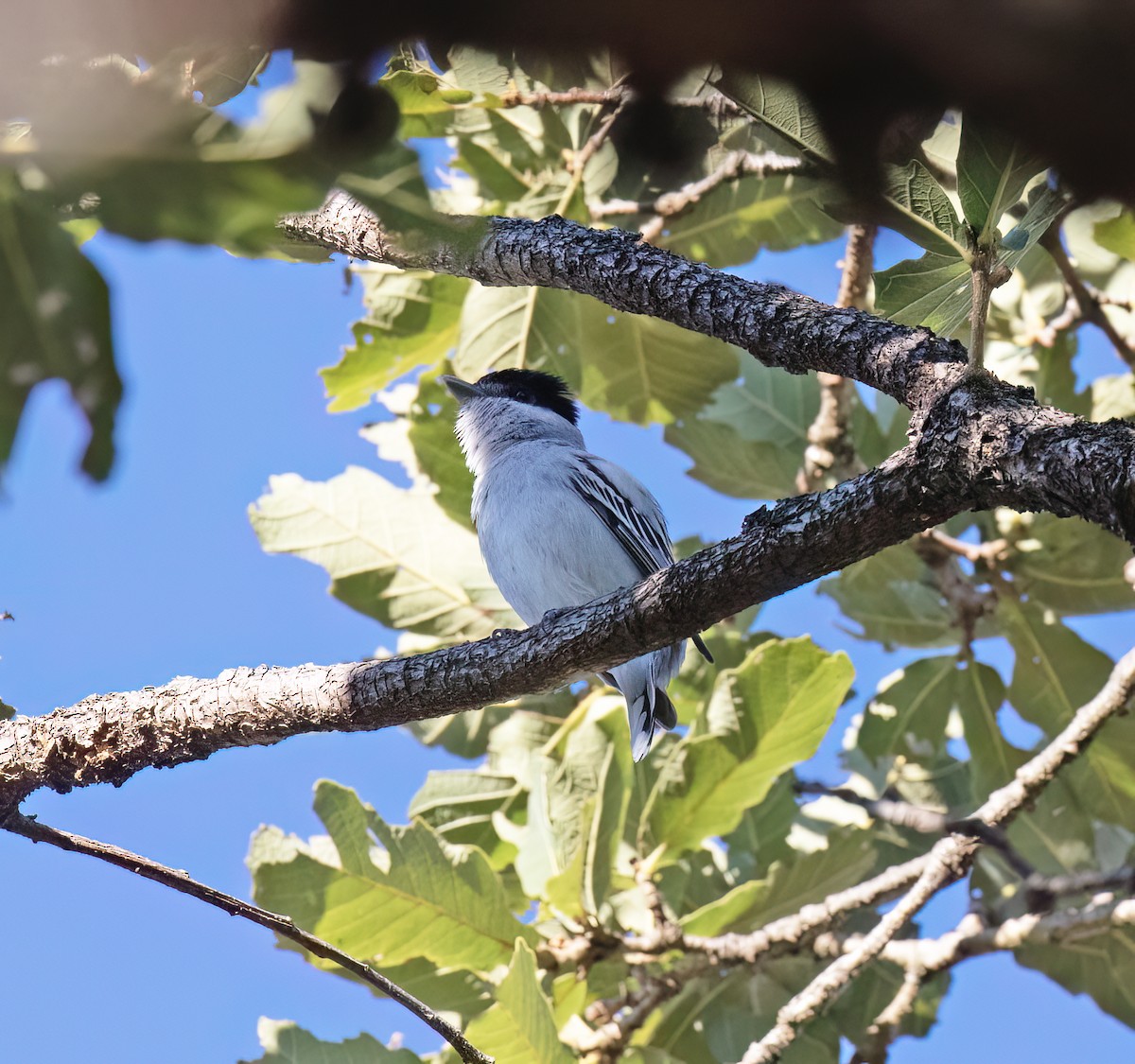 Bécarde du Mexique - ML647445123