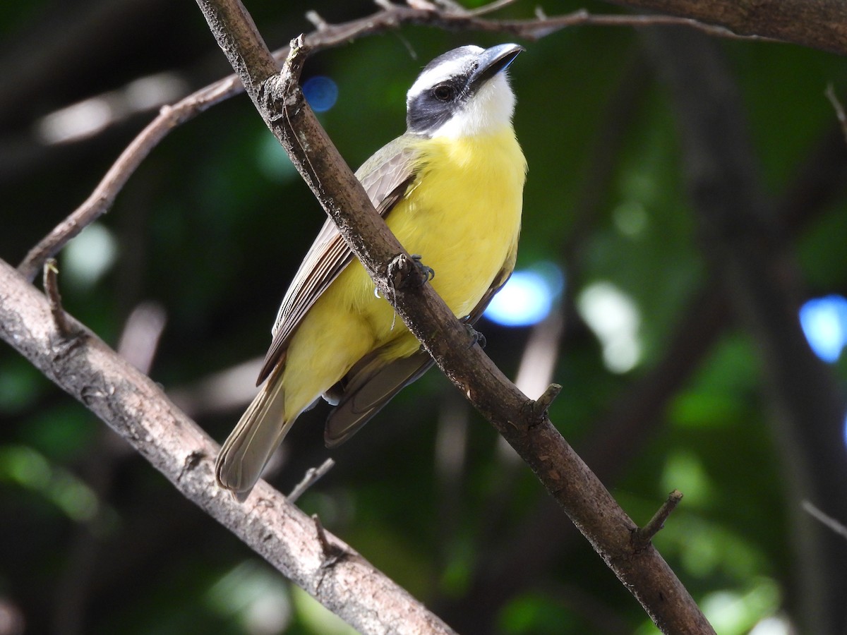 Boat-billed Flycatcher - ML647445124