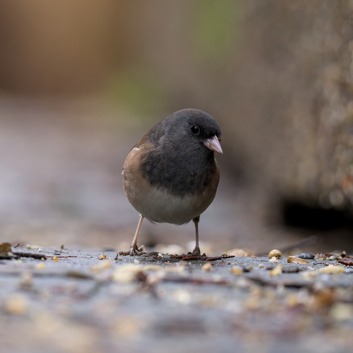 Dark-eyed Junco (Oregon) - ML647445127