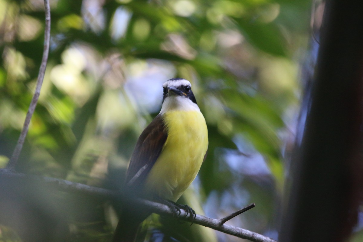 Great Kiskadee - ML647445131