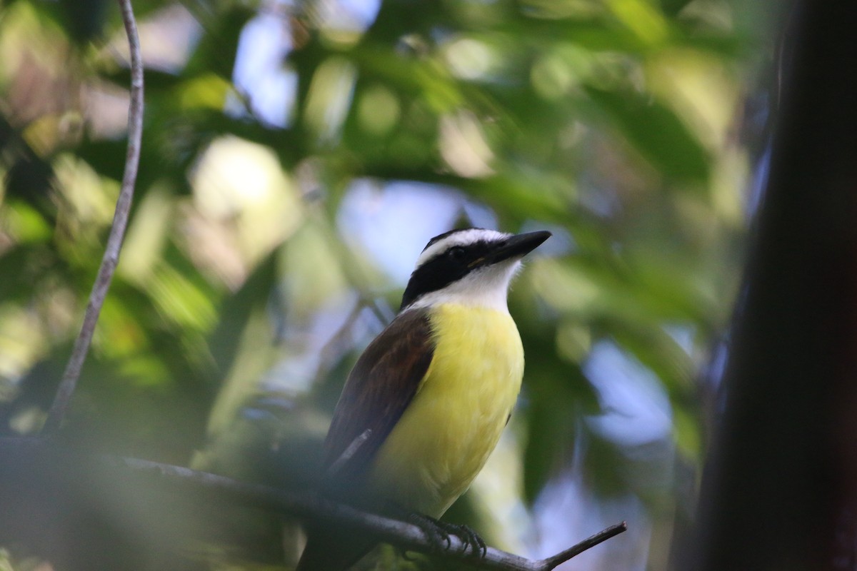 Great Kiskadee - ML647445134