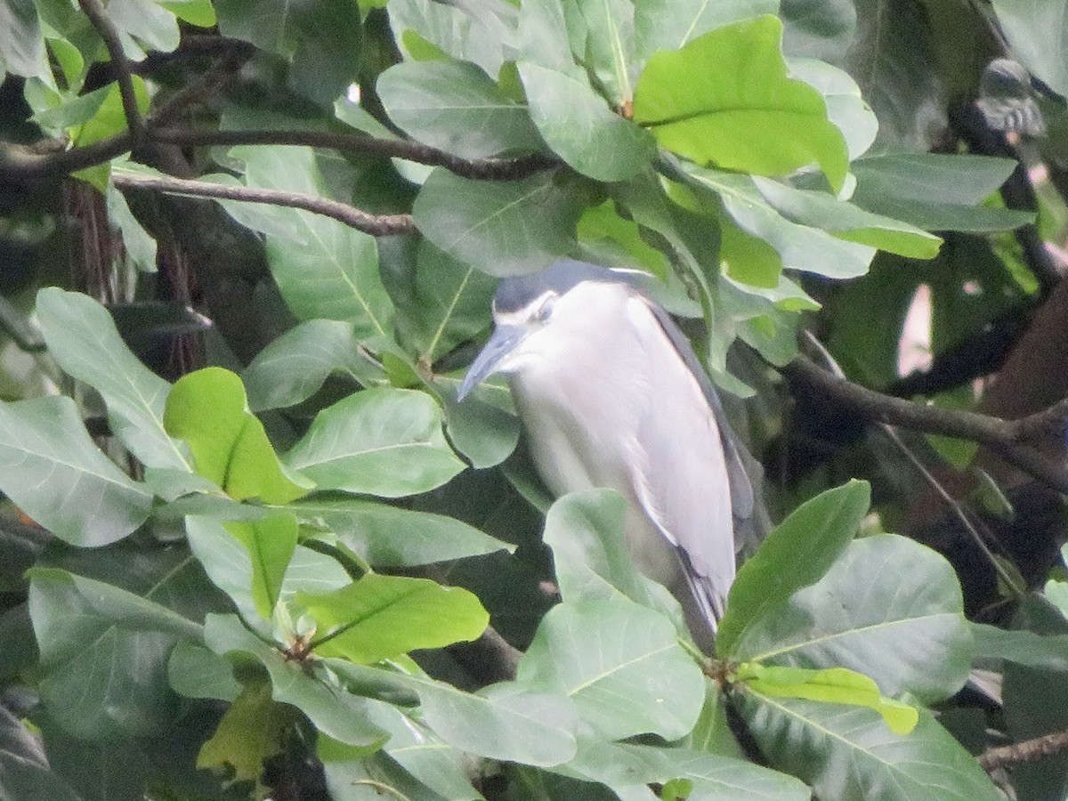 Black-crowned Night Heron - ML647445135
