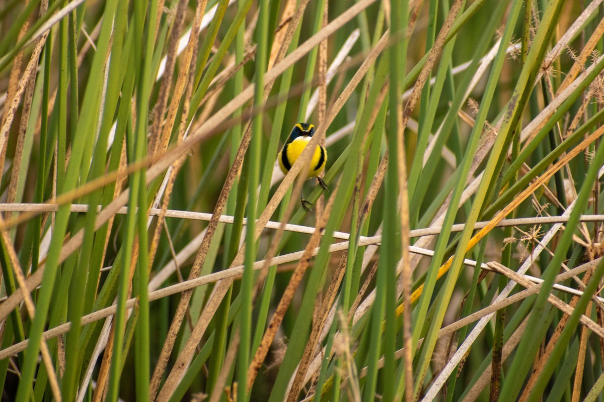 Many-colored Rush Tyrant - ML647445139