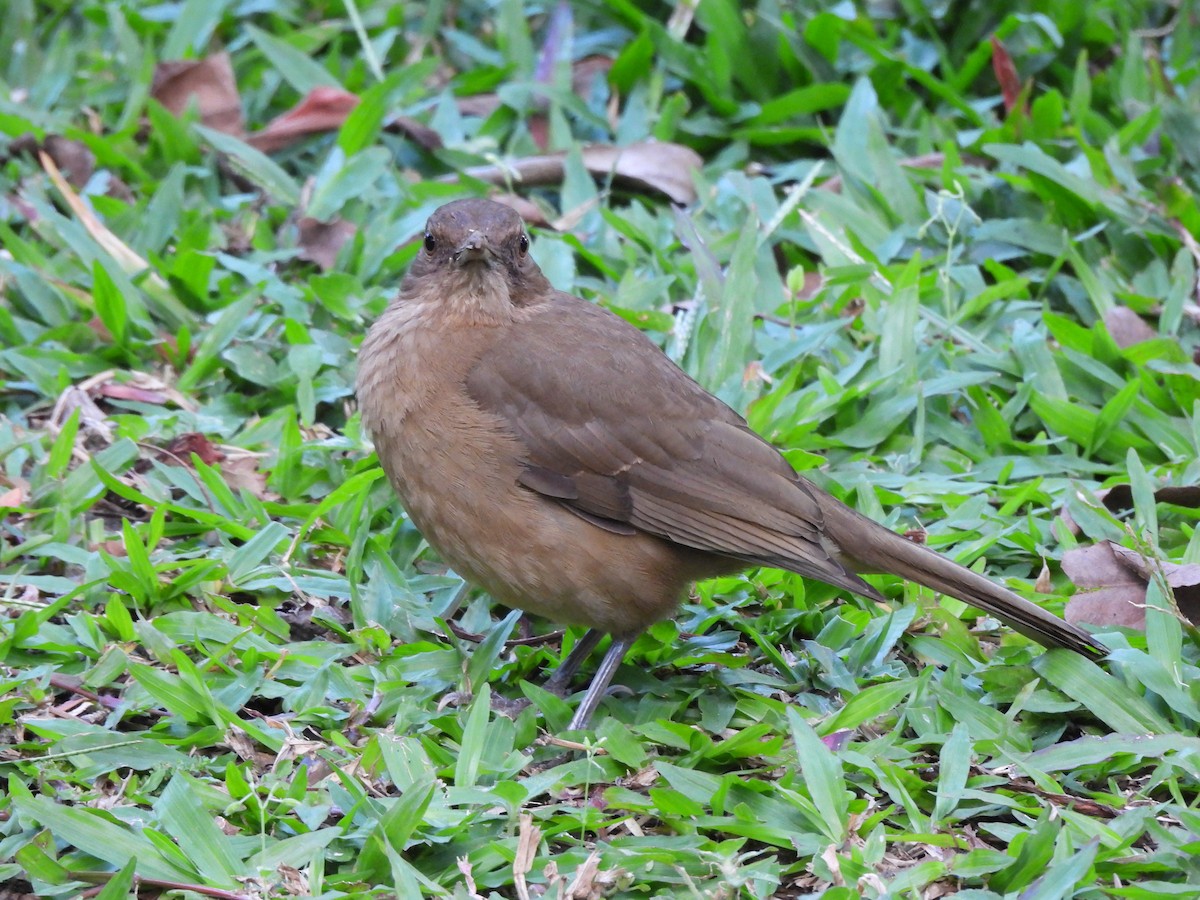 Merle fauve - ML647445148