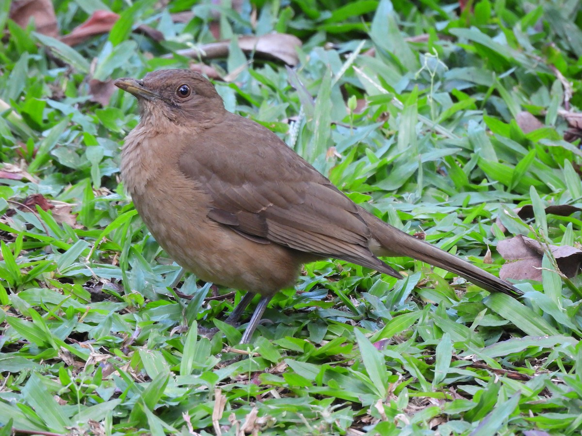 Merle fauve - ML647445149