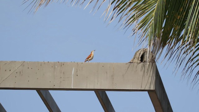 Pacific Hornero - ML647445168