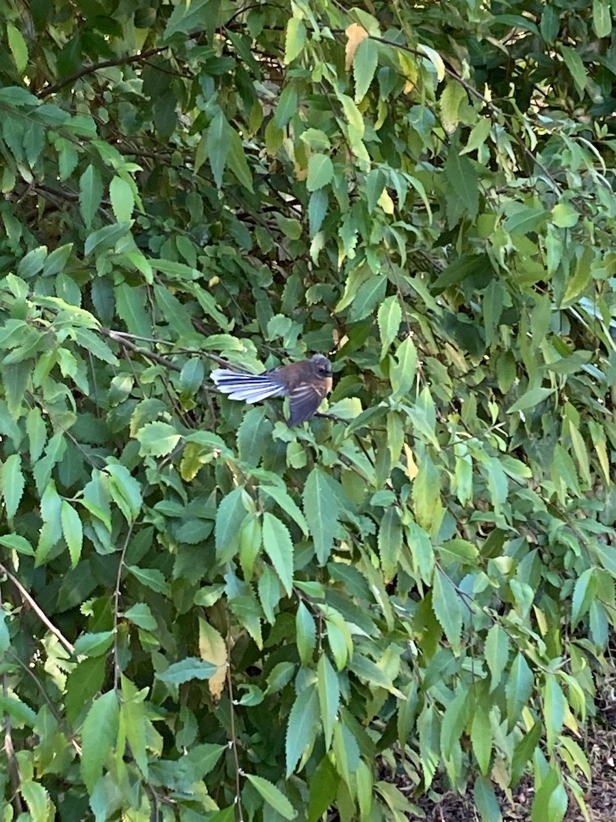 New Zealand Fantail - ML647445170