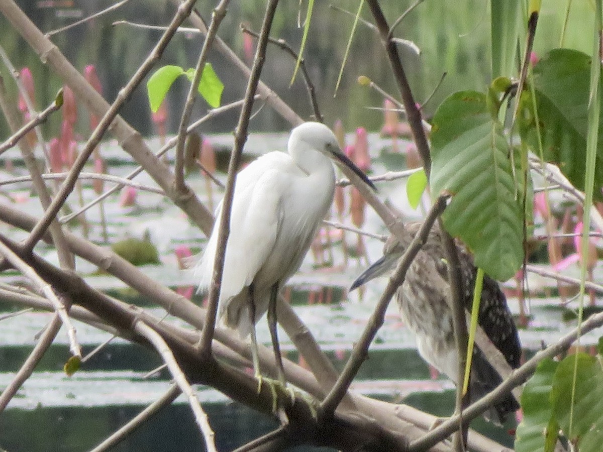 Little Egret - ML647445172