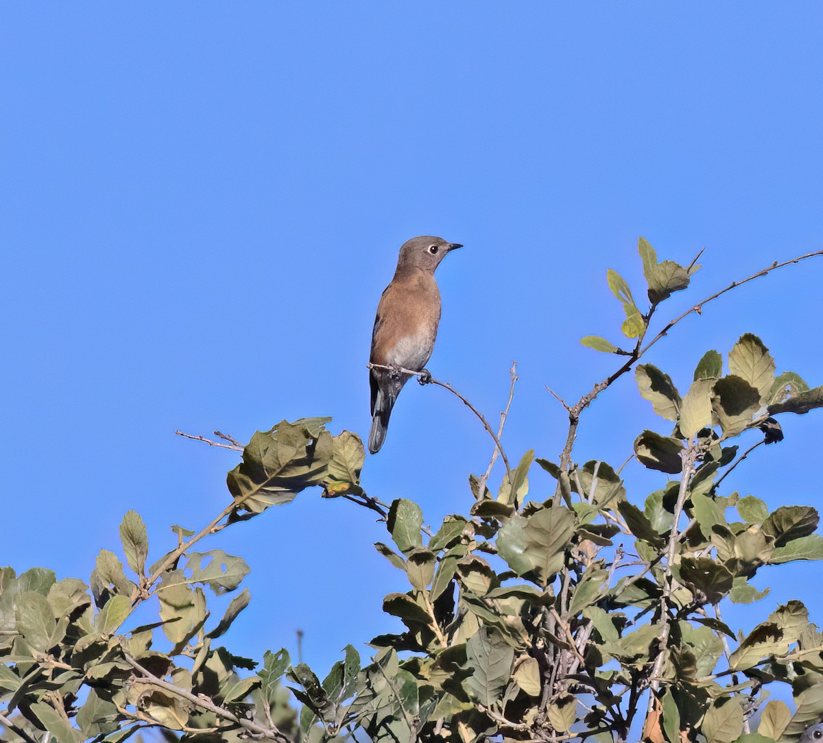 Eastern Bluebird - ML647445174
