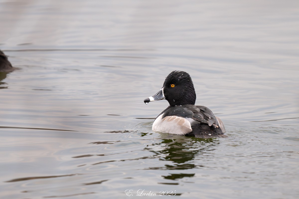 環頸潛鴨 - ML647445175