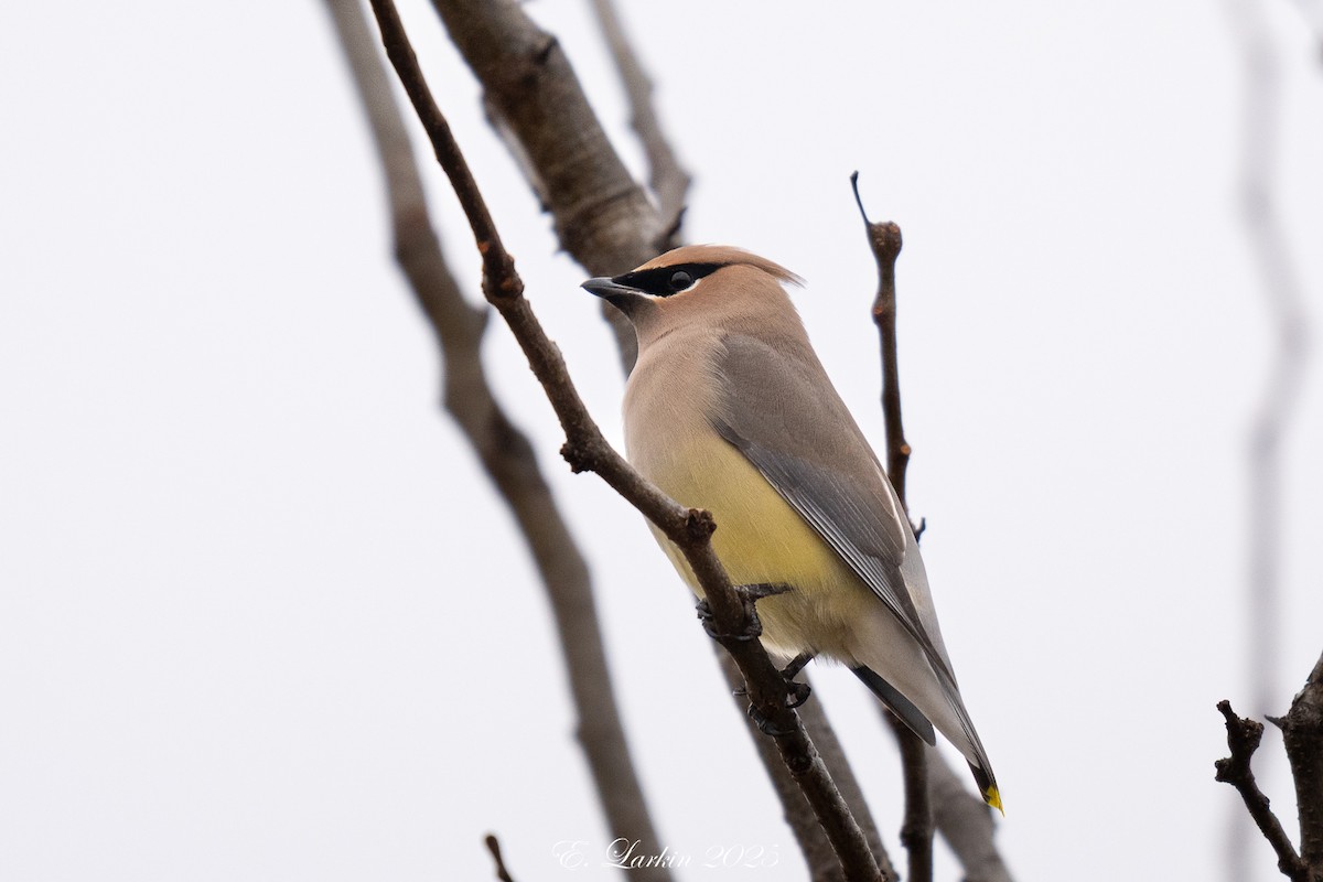 Cedar Waxwing - ML647445176