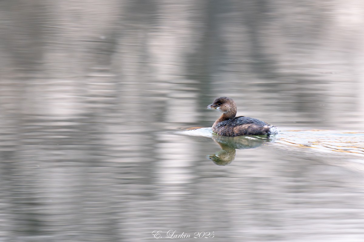Pied-billed Grebe - ML647445177
