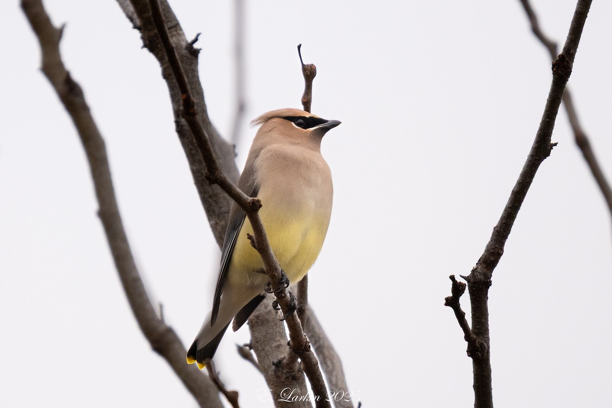 Cedar Waxwing - ML647445178