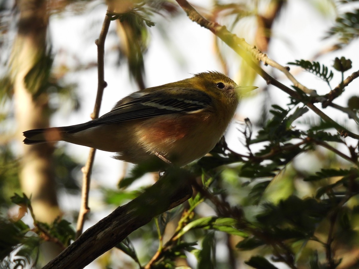 Пісняр-лісовик каштановий - ML647445180