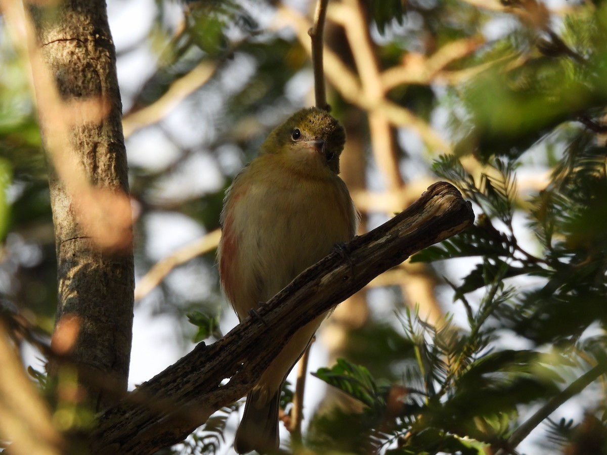 Пісняр-лісовик каштановий - ML647445181
