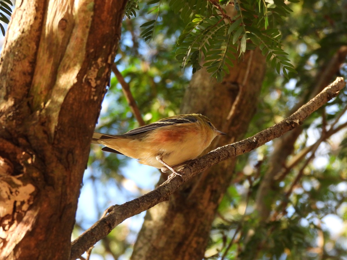 Пісняр-лісовик каштановий - ML647445182