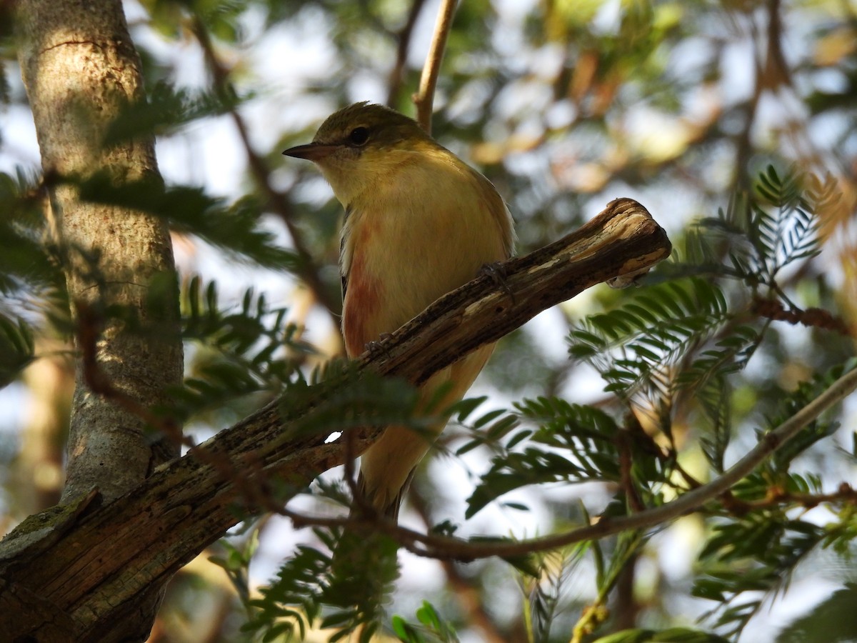 Пісняр-лісовик каштановий - ML647445183