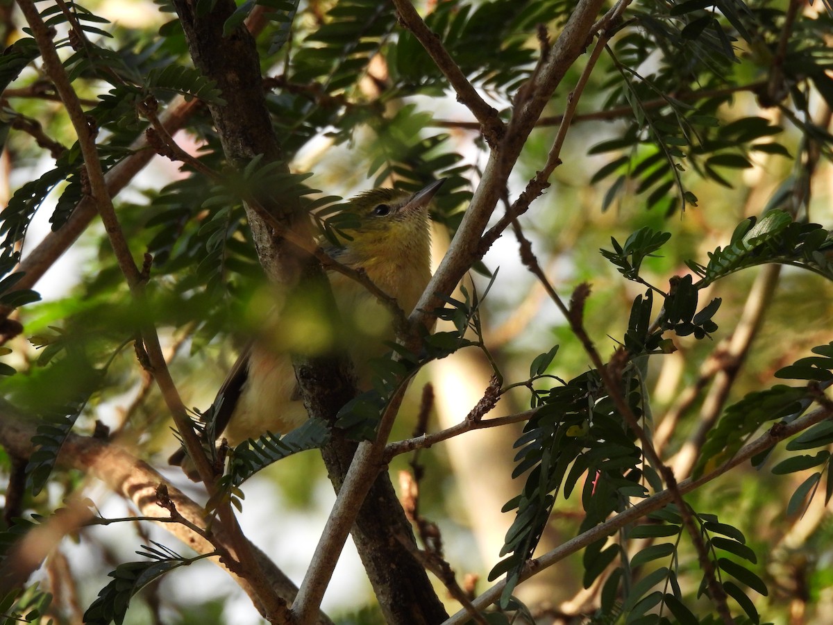 Пісняр-лісовик каштановий - ML647445184