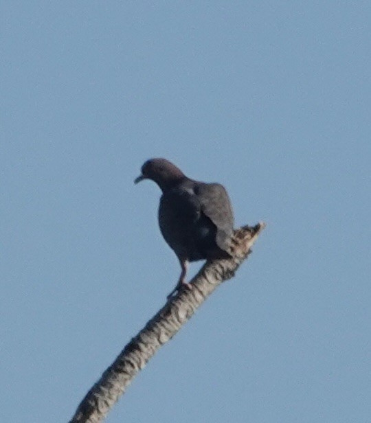 Picazuro Pigeon - ML647445187