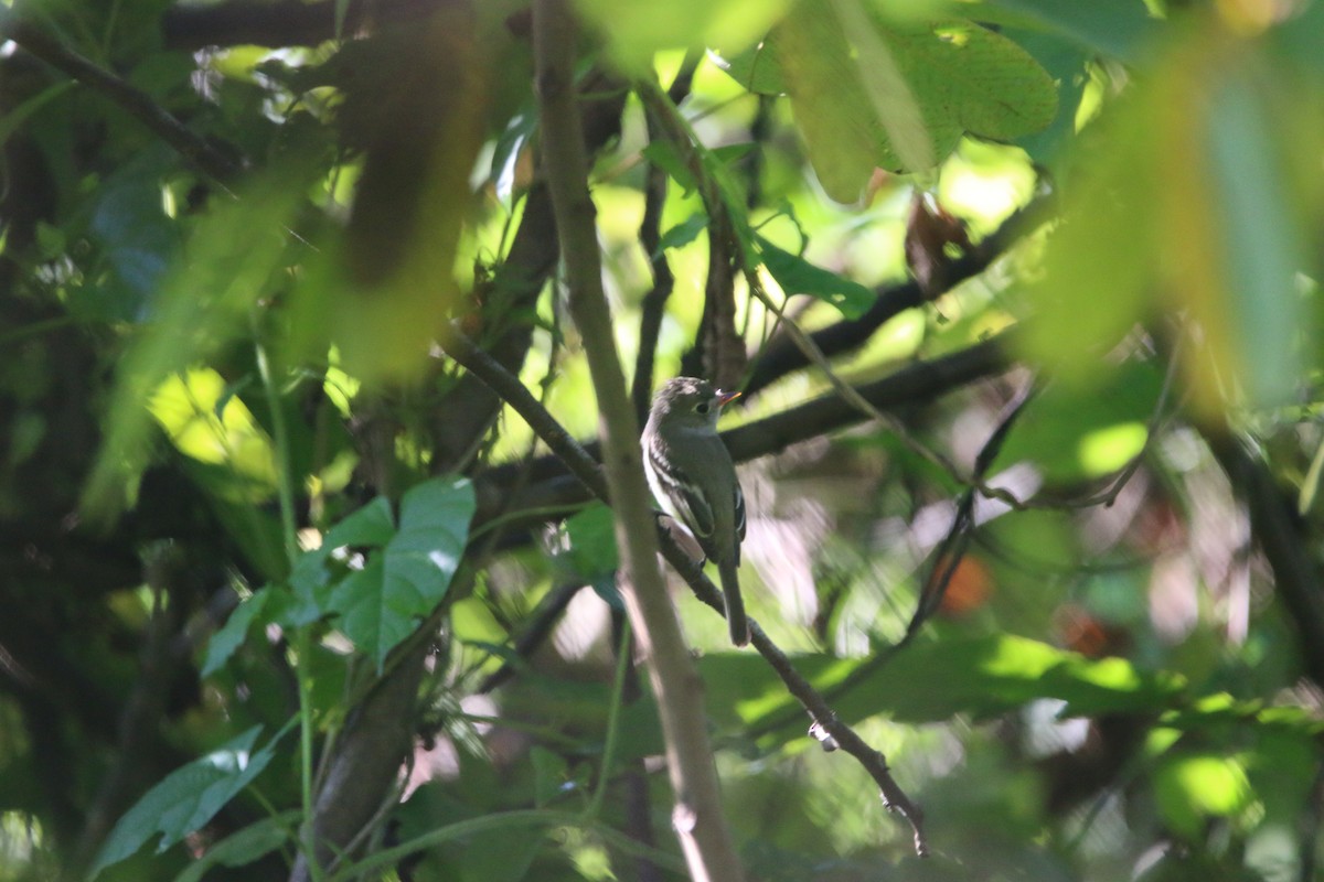 חטפית זעירה - ML647445205