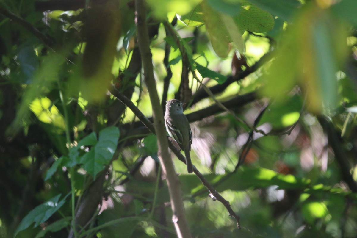 חטפית זעירה - ML647445208