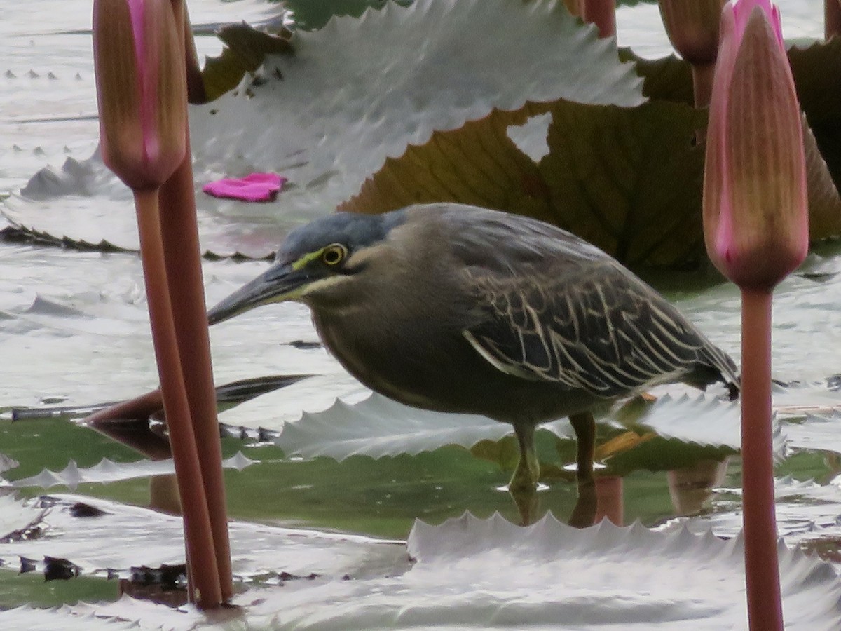 Little Heron - ML647445212