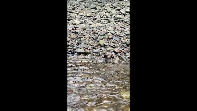 Пронурок сірий - ML647445219