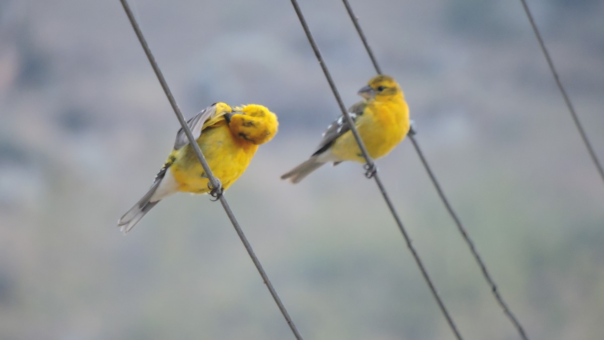 Golden Grosbeak - ML647445232